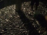 Cá hồi Sa Pa chết hàng loạt chưa rõ nguyên nhân