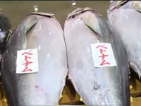 Vì sao giá cá ngừ đại dương luôn thấp?
