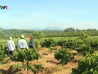 Kon Tum trồng mới trên 1.000 ha cà phê