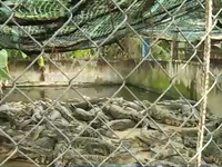 Cà Mau: Tồn đọng hơn 5.000 con cá sấu