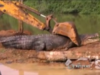 Phát hiện cá sấu dài 5m trong một con kênh tại Sri Lanka