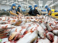 Xuất khẩu cá tra sang Trung Quốc tăng
