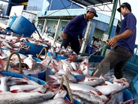 Thận trọng khi tăng diện tích nuôi cá tra