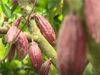 Người dân Bến Tre ổn định thu nhập từ cây ca cacao