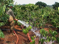 Cần áp dụng kỹ thuật tưới nước tiết kiệm trong tình hình khô hạn