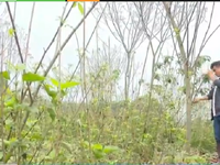 Phú Thọ dự kiến phá bỏ toàn bộ diện tích trồng cây cao su