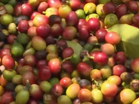 Hỗ trợ 54 tấn phân bón trồng cà phê
