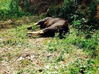 Thêm một cá thể bò tót chết trong khu bảo tồn ở Đồng Nai