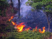Cháy rừng tại Thủy Nguyên, Hải Phòng