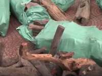 Hà Tĩnh: Bắt giữ 9 bao tải gỗ Trắc không có giấy tờ hợp lệ