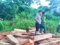Toàn cảnh quá trình điều tra vụ phá rừng Pơ mu ở Nam Giang