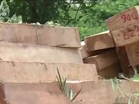 Quảng Nam: Lại phát hiện 164 phách gỗ Pơ mu gần trụ sở BQL khu kinh tế cửa khẩu