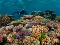 Hàng trăm hecta rạn san hô ở Côn Đảo bị tẩy trắng do El Nino