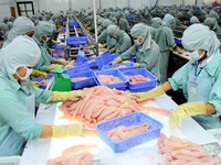DN xuất khẩu cá tra hưởng lợi lớn từ FTA Việt Nam - EAEU