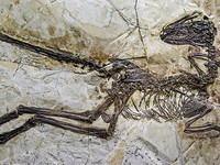 Lần đầu tiên phát hiện hóa thạch não khủng long
