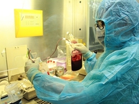 Ghép tế bào gốc - phương pháp cứu chữa bệnh nan y về máu