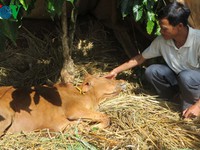 Ninh Thuận: Dịch lở mồm long móng ở bò lây lan trên diện rộng