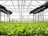 Ứng dụng công nghệ cao để tái cơ cấu nông nghiệp
