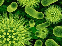 Phát hiện “siêu vi khuẩn” kháng hầu hết các loại kháng sinh