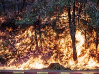 Cháy rừng nghiêm trọng tại Israel, khoảng 50.000 người phải sơ tán