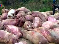 Bán lợn chết ra thị trường: Báo động ý thức về vấn nạn thực phẩm bẩn!