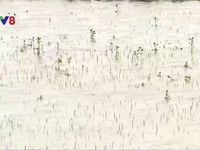 TT - Huế: Trên 2.500 ha lúa Đông Xuân bị ngập úng