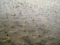 Hà Tĩnh: Hơn 5.000 ha lúa Đông Xuân bị chết do rét hại
