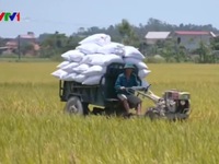 Thanh Hóa xây dựng vùng lúa gạo hữu cơ