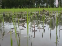 Hậu Giang: Hơn 210 ha lúa Đông Xuân gieo sạ sớm bị thiệt hại