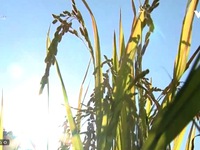 Giá lúa gạo giảm mạnh đúng vụ thu hoạch