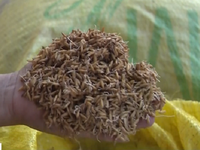Nông dân ĐBSCL thiệt hại nặng vì lúa giống kém chất lượng
