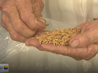 Tràn lan lúa giống kém chất lượng tại ĐBSCL