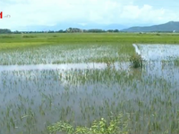 Mưa lớn, hàng nghìn ha lúa ở Phú Yên bị đổ ngã