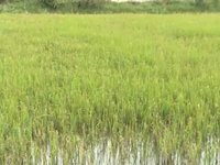 Hàng ngàn ha lúa tại Kiên Giang có nguy cơ mất trắng