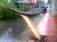 Mưa bão tại Hà Nội: 6 người thương vong, hơn 600 cây xanh ngã đổ
