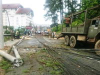 Hai cây thông ngã đổ gây ách tắc giao thông ở Đà Lạt