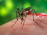 Bệnh do virus Zika và sốt xuất huyết khác nhau thế nào?