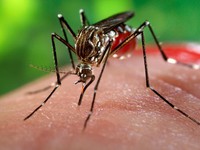 Muỗi truyền virus Zika đang rất phổ biến tại Hà Nội