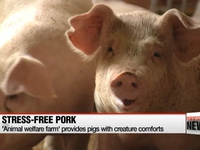 Lợn trong trang trại ở Hàn Quốc được... nghe nhạc