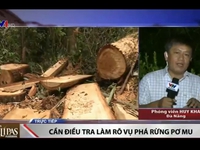 Có hay không việc tiếp tay cho lâm tặc phá rừng Pơ mu tại Nam Giang?