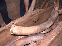 Khẩn trương điều tra vụ buôn lậu 2 tấn ngà voi tại cảng Cát Lái
