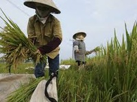 Ngành lúa gạo chi 7.000 tỷ đồng tái cơ cấu