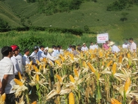 Change from rice to corn a success in mountains