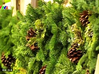 Sức hút của cây thông Noel truyền thống tại Mỹ
