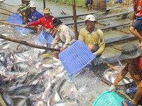 Vì sao doanh nghiệp không “mặn mà” với cá tra của nông dân?