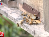 Đập phá, cản trở người ngoại tỉnh đến nuôi ong tại Hà Giang