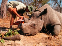 LHQ phát động chiến dịch chống buôn bán động vật hoang dã