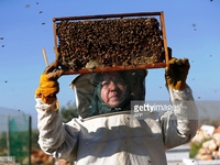 Phụ nữ Bờ Tây Palestine đổi đời nhờ nghề nuôi ong