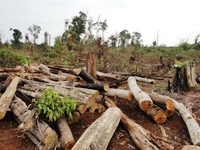 Gần 1.600 vụ phá rừng trong 9 tháng
