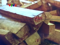 Hoàn thiện hồ sơ khởi tố vụ khai thác gỗ pơ mu lớn tại Quảng Nam